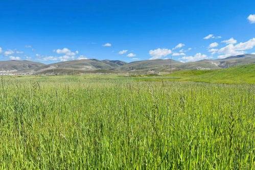 青青草原国产,绿色生态与和谐发展的奇迹之旅