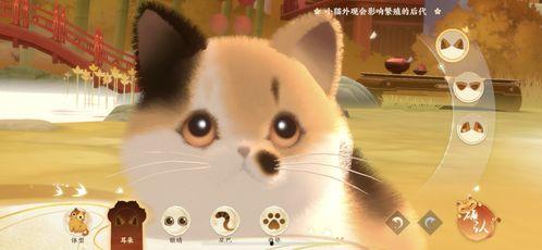 娱乐吃瓜喵不务正业版,揭秘明星不务正业背后的秘密